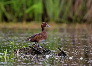 Nyroca: Ferruginous Duck - standing on dead reeds and weeds