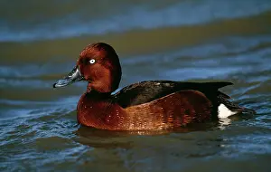 Nyroca: Ferruginous DUCK / White-eyed Pochard - on water