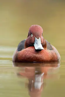 Nyroca: Ferruginous Duck - winter