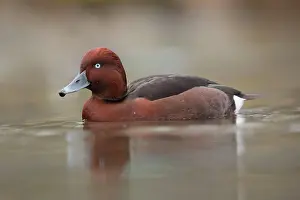 Nyroca: Ferruginous Duck - winter