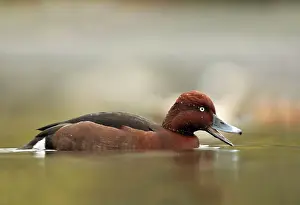 Nyroca: Ferruginous Duck - winter