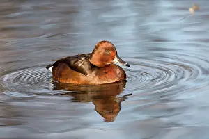 Nyroca: Ferruginous Duck in winter