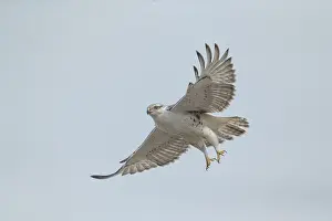 Ferruginous: Ferruginous Haw in flight
