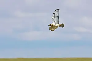 Regalis: Ferruginous Hawk