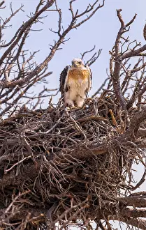 Ferruginous: Ferruginous Hawk