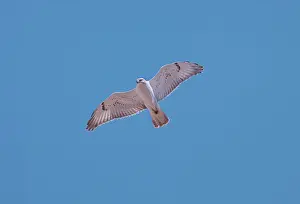 Ferruginous: Ferruginous Hawk