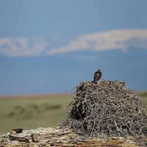 Ferruginous: Ferruginous Hawk
