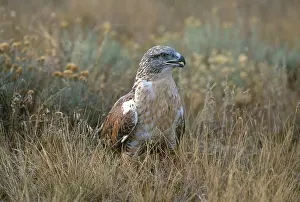 Ferruginous: Ferruginous Hawk