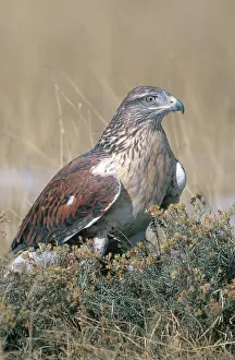 Ferruginous: Ferruginous Hawk
