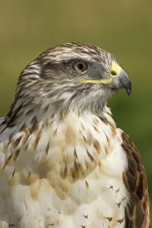 Ferruginous: Ferruginous Hawk