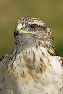 Ferruginous: Ferruginous Hawk
