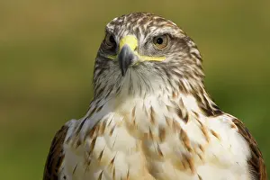 Ferruginous: Ferruginous Hawk