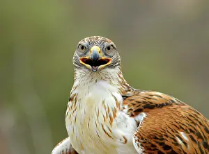 Hooked: Ferruginous Hawk