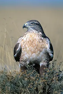 Ferruginous: Ferruginous Hawk