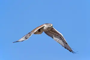 Morph: Ferruginous Hawk - adult light morph in flight - January