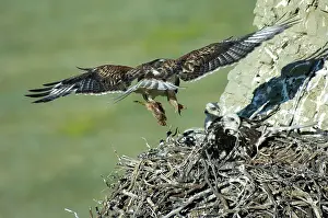 Bringing: Ferruginous Hawk bringing food to young