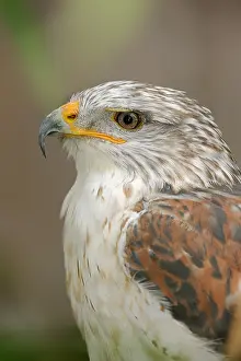 Buteo: Ferruginous hawk (Buteo regalis), portrait, captive