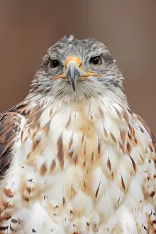 Buteo: Ferruginous hawk (Buteo regalis), portrait, captive