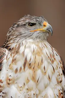 Buteo: Ferruginous hawk (Buteo regalis), portrait, captive