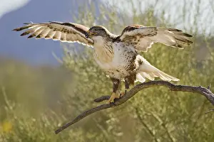 Hawk: Ferruginous Hawk (Buteo regalis), Arizona, USA