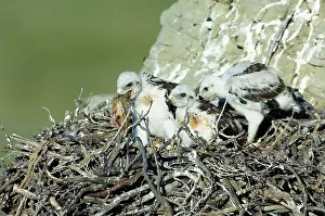 Ferruginous: Ferruginous Hawk chicks with food in nest