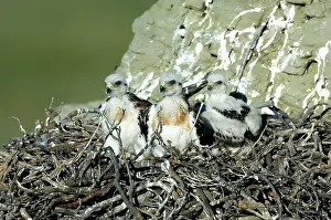 Ferruginous: Ferruginous Hawk chicks in nest