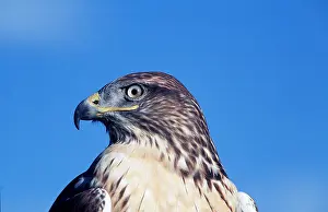 Hawks: FERRUGINOUS HAWK - close-up of head