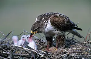 Ferruginous: Ferruginous Hawk feeding young