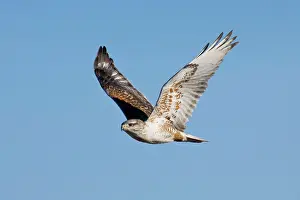 Regalis: Ferruginous Hawk - in flight, in winter