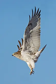 Ferruginous: Ferruginous Hawk - in flight, in winter