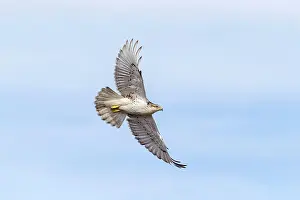 Morph: Ferruginous Hawk - immature light morph in flight - January