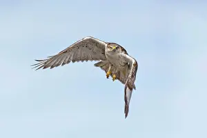 Morph: Ferruginous Hawk - immature light morph in flight - January