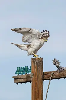 Morph: Ferruginous Hawk - immature light morph hunting
