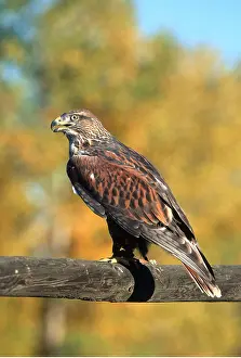 Hawks: FERRUGINOUS HAWK - with jesses on