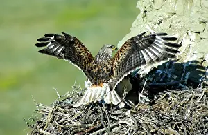 Ferruginous: Ferruginous Hawk male at nest