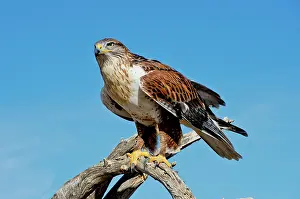 Ferruginous: Ferruginous Hawk about to take off