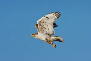 Panhandle: Ferruginous Hawk - Texas Panhandle, winter