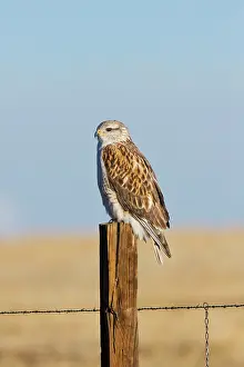 Regalis: Ferruginous Hawk - in winter