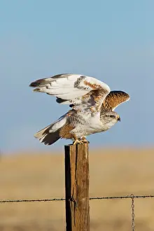 Regalis: Ferruginous Hawk - in winter