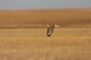 Regalis: Ferruginous Hawk - in winter over typical grassland habitat