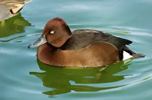 Nyroca: Ferruginous Pochard