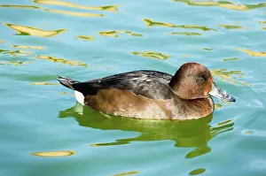 Nyroca: Ferruginous Pochard