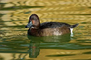 Nyroca: Ferruginous Pochard