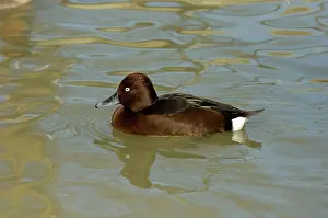 Nyroca: Ferruginous Pochard