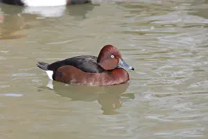 Nyroca: Ferruginous Pochard Male