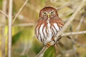 Ferruginous: Ferruginous Pygmy-owl