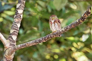 Ferruginous: Ferruginous Pygmy-owl