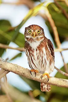 Ferruginous: Ferruginous Pygmy-owl