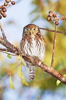 Ferruginous: Ferruginous Pygmy-owl