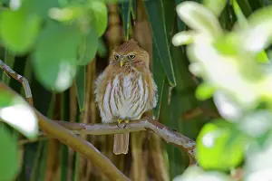 Ferruginous: Ferruginous Pygmy Owl